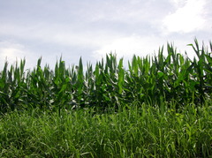 とうもろこし畑