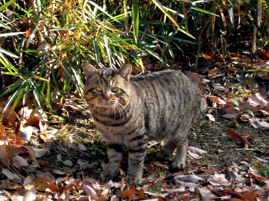 のらねこ