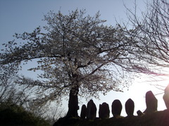桜の花
