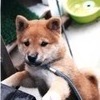 ウチの犬