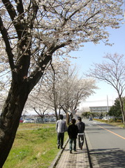 桜の花