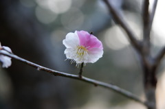 紅白の梅花