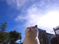 neko