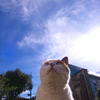 neko