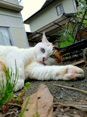 猫