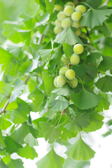 Ginkgo