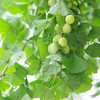 Ginkgo