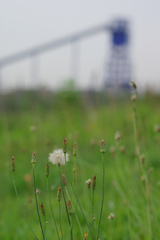 blue plant and grassland