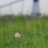 blue plant and grassland