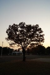 夕焼けにたたずむ木