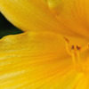 花粉できてます
