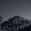 井の頭公園