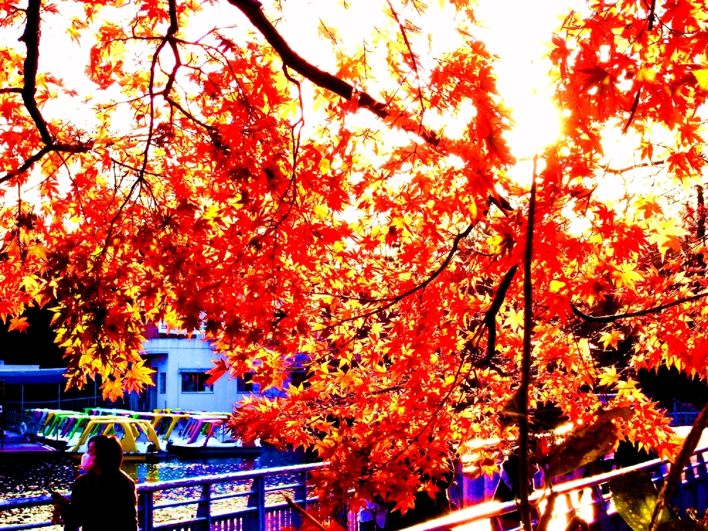 輝く紅葉