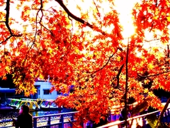輝く紅葉
