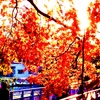 輝く紅葉