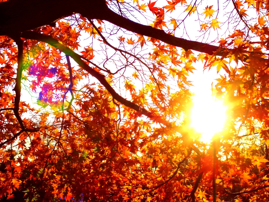 紅葉ページ 夕暮れ、紅葉、輝く by Ayuki （ID：366668） - 写真共有サイト