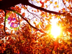 夕暮れ、紅葉、輝く