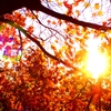 夕暮れ、紅葉、輝く