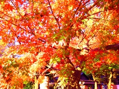 井の頭公園 紅葉