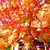 井の頭公園 紅葉