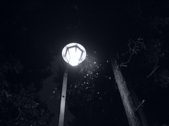 外灯,蜘蛛の巣