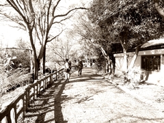 井の頭公園