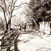 井の頭公園