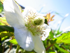 RIMG0549