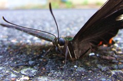 カラスアゲハ