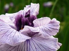菖蒲園にて