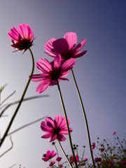 Autumn Pink 5