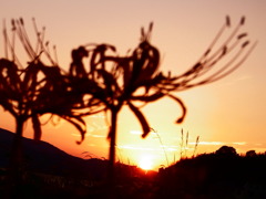 つるべ落とし