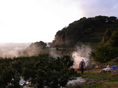 みかん畑の朝