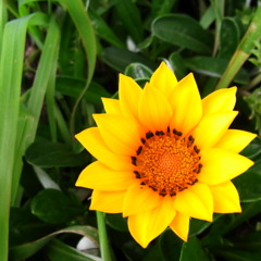 RIMG0610
