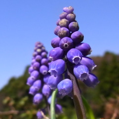 ムスカリ（花言葉は、「失望」・・・）　その５