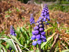 ムスカリ（再撮影）　その２