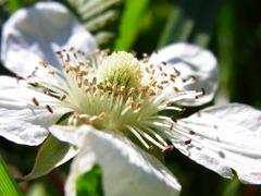 RIMG0547