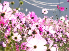 Autume Pink     Last　?