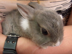 みにうさぎ