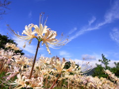 彼岸花　２