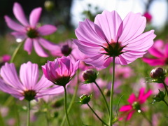 Autumn Pink 4