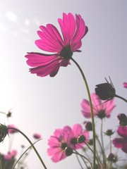 Autumn Pink 1