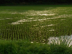 田