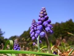 ムスカリ（再撮影）　その３