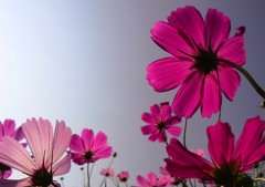 Autumn Pink 3