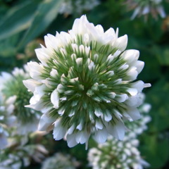 clover