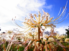 彼岸花　１