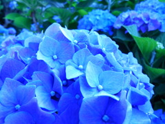 紫陽花