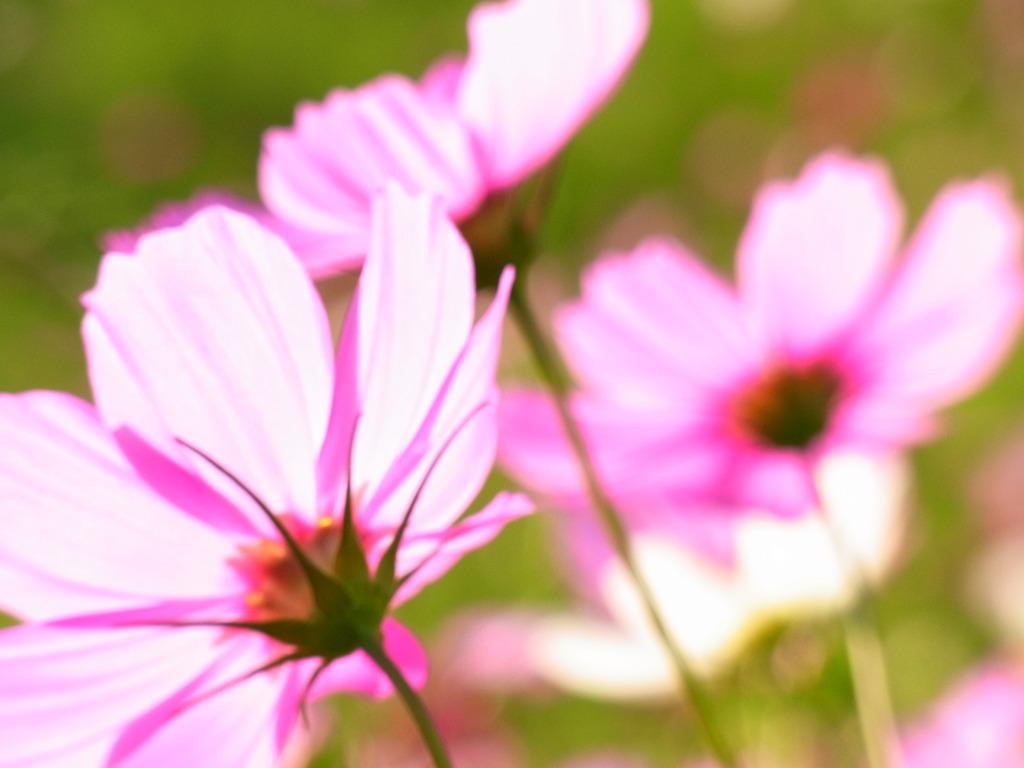 Autumn Pink 2
