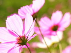 Autumn Pink 2